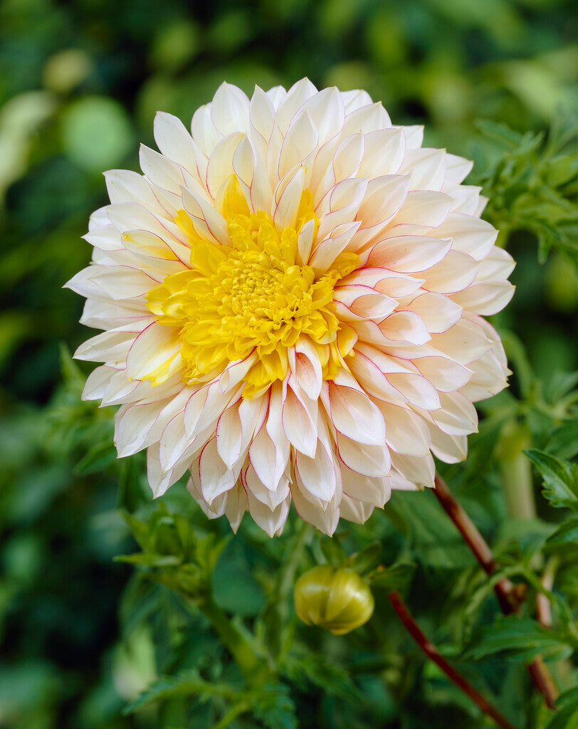 Dahlia Anemone Polka 1-pakning